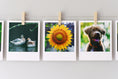 Load image into Gallery viewer, Horizontal cable photo display
